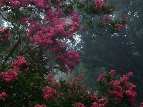 Forest Photos, Foggy Forest, Flower Therapy, The Fog, Aesthetic Images, Nature Aesthetic, Pretty Places, In The Rain, Love Flowers