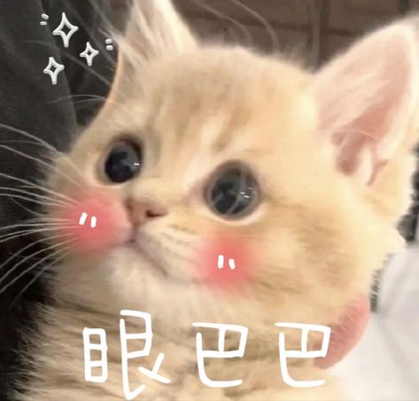 #kittens #cute #aesthetic #heartcore #heart #kdrama #aesthetic #loveyourcat #dogs #pink #emotional #cutecats #cutekittens #fyp #foryoupage #homepage #memes Heart Eyes, Kittens Cutest, Cute Cats, Kdrama, Kittens, Love You, Memes, Dogs, Animals