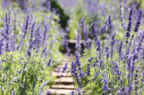 27 Most Popular Perennial Flowers and Plants for Your Garden Blue Salvia, Rabbit Resistant Plants, Deer Resistant Plants, Best Perennials, Sun Perennials, Sun Garden, Afternoon Sun, Flowers Blooming, Fast Growing Plants