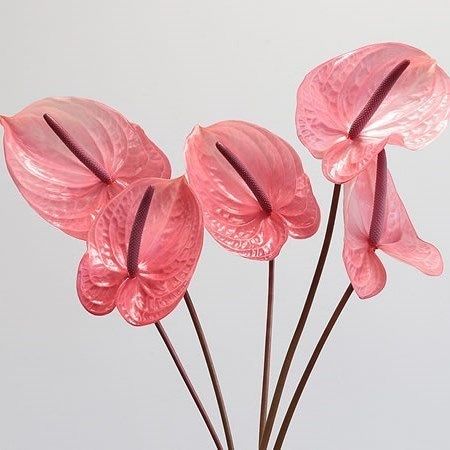 Pink Anthurium, Dutch Flowers, Watercolor Wallpaper Iphone, Anthurium Flower, Flamingo Flower, Ramadan Images, Flower Guide, Shade Flowers, Wedding Invitation Inspiration