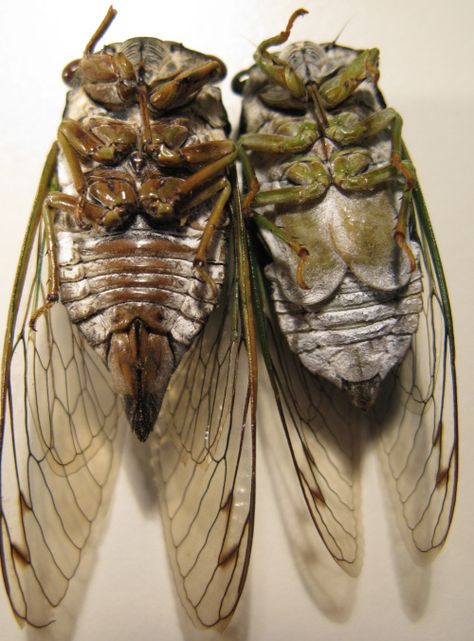 Female: left. Male: right.  Notice the ovipositor on the female Cicada Art, Spider Species, Wet Specimen, Cool Bugs, When They Cry, Beautiful Bugs, Creepy Crawlies, Weird Creatures, Pretty Photos