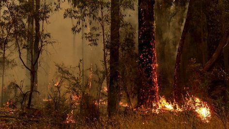 Gum Trees, Forest Ecosystem, Eucalyptus Trees, University Of Melbourne, Head In The Sand, Eucalyptus Tree, Ancient Forest, Animal Species, Forest Fire