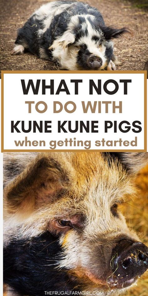 Learn the valuable lessons we learned when we decided to sell our Kune Kune pig. From unexpected challenges to personal growth, find out why it was a decision we never regretted. Ready to learn more? Click to read our story now Mini Pigs For Sale, Kunekune Pigs, Kune Kune Pigs, Livestock Shelter, Pig Gif, Raising Pigs, Miniature Pigs, Micro Pigs