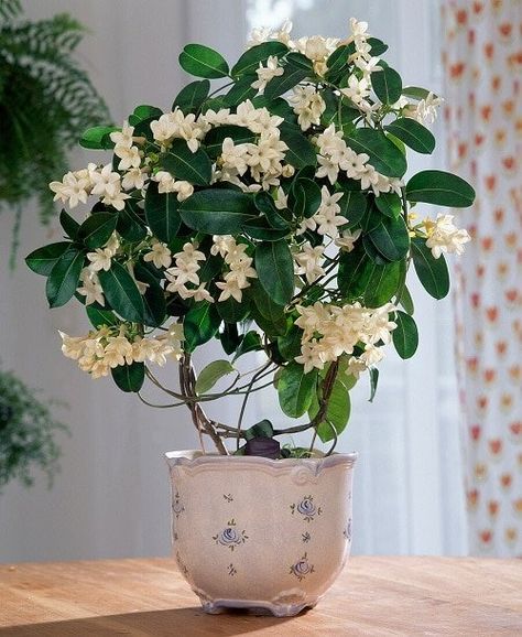 8 Best Indoor Jasmine Varieties to Grow | Balcony Garden Web Chinese Indoor Plants, Jasmine Plant Indoor Hanging, Grow Jasmine Indoors, Jasmine Flower Plant, Potted Jasmine Plant, Jasmine Potted Plant, House Flowers Indoor, Growing Jasmine Indoors, Potted Flowers Indoor