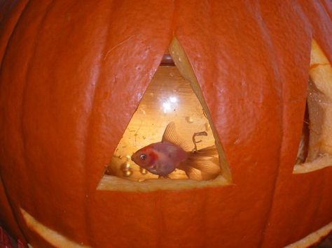 Fish Bowl Pumpkin, Diy Fish Bowl, Pumpkin Fish, Pumpkin Contest, Pumpkin Ideas, Fish Bowl, The Fish, A Pumpkin, Jack O Lantern