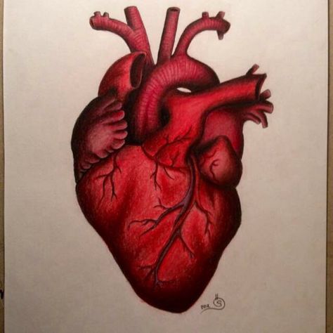 Anatomical Heart Tattoo Anatomical Heart Drawing, Anatomical Tattoos, Human Heart Drawing, Anatomical Heart Art, Carpet Ideas 2023, Heart Drawings, Anatomical Heart Tattoo, Carpet Designs, Carpet Ideas