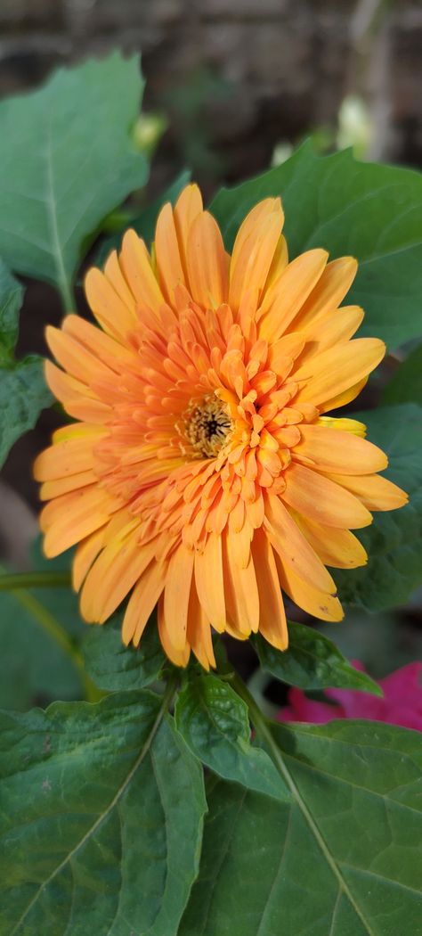 Transvaal Daisy, Barberton Daisy, Gerbera Jamesonii, Bulbous Plants, Unclog Drain, Beautiful Flower Drawings, Leaky Faucet, Flower Drawings, Gerbera Daisy