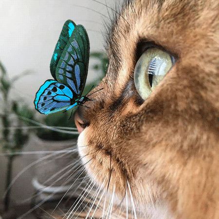 chat papillon bleu Photo Arts, Cat Hacks, Voice Chat, Do Cute, Good Morning Cards, Gorgeous Cats, Watercolor Cat, Cat Owner, Cat Aesthetic