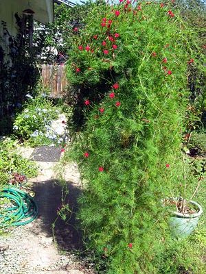 annieinaustin, cypress vine blocks walk Cypress Vine, Garden Board, Red Garden, Good Photos, Garden Vines, To The End, Rose Garden, Trees To Plant, A Garden