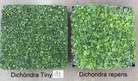 Comparative with logo cropped Dichondra Repens Lawn Alternative, Dichondra Lawn, No Mow Lawn, Plant Tiles, Dichondra Repens, Tiles Australia, Vertical Fence, Lawn Alternatives, Small Leaves