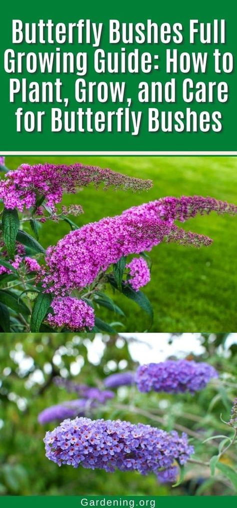 Butterfly Bushes Full Growing Guide: How to Plant, Grow, and Care for Butterfly Bushes. Grow this lovely perennial easily! Butterfly Bush Care, Farmhouse Gardens, Butterfly Bushes, Grow Butterflies, Front Porch Garden, Enclosed Garden, Garden Companion Planting, Types Of Butterflies, Garden Layout Vegetable