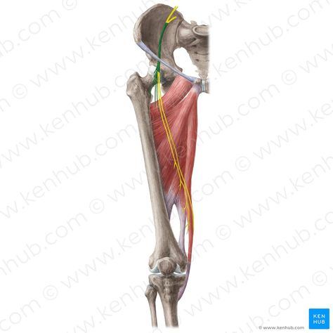 Plantaris Muscle, Pronator Teres, Leg Muscles Anatomy, Inside Human Body, Quadriceps Femoris, Hip Anatomy, Femoral Nerve, Muscle Belly, Knee Ligaments