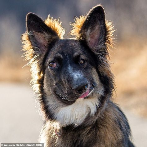 Brodie the German Shepherd Border Collie (pictured) has a unique 'wonky' face after being ... German Shepherd Border Collie, Border Collie German Shepherd, Border Collie Pictures, Dog Finds, Picture Borders, German Shepherd Mix, Border Collie Mix, Collie Mix, Therapy Animals