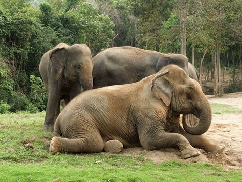 Beautiful Elephants - Animals Love And Respect Elephant Sitting, Lion Africa, Elephants Photos, Photoshop Express, Animals Love, Surat Thani, Asian Elephant, Grey Elephant, African Elephant