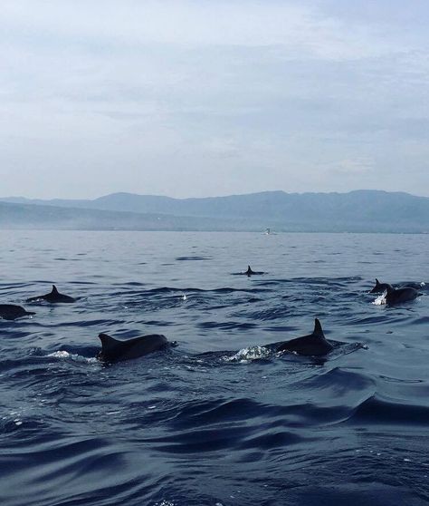 No plan for the weekend?  How about watching dolphins during sunrise in Lovina?  Our intern Iris (Holland) took this beautiful picture there and loved seeing these majestic animals from up close - we think it’s a great addition for our Bali Bucketlist!   Have you been to Lovina? Lovina Bali, Majestic Animals, Beautiful Picture, Free Time, Picture Poses, Dolphins, The Weekend, Beautiful Pictures, Holland