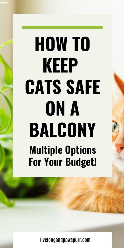 How To Make A Cat Proof Balcony .So many people automatically assume that their cats are safe on their balconies. Cats get stuck in trees.. Cat Friendly Apartment Balcony, Cat Proofing Balcony, Cat Balcony Ideas Apartments, Cat Safe Balcony, Cat Balcony Ideas, Cat Friendly Balcony, Cat Proof Balcony, Cat Balcony, Downsizing House