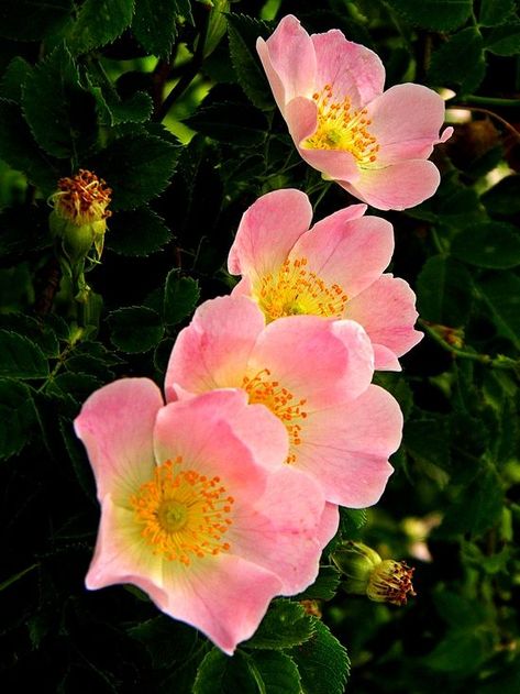 Fragrant Roses, Dog Flower, Wild Rose, Wild Roses, Trees And Shrubs, Beautiful Blooms, Beautiful Roses, Pretty Flowers, Floral Painting