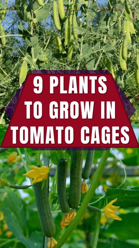 Tomatoes aren't the only plants that you can grow in tomato cages. Here are 9 other plants that can be supported by this structure. Tomato Cages, Plants To Grow, Growing Tomatoes, Tomato Plants, Plant Supports, Getting Started, Organic Gardening, Your Shopping List, Garden Plants