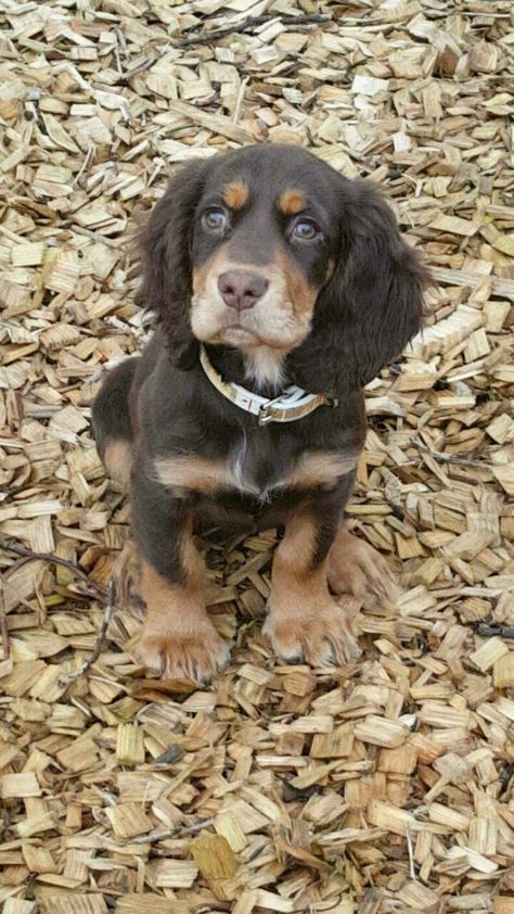 Chocolate And Tan Cocker Spaniel, Brown And Tan Cocker Spaniel, Working Cocker Spaniel, Mexican Hairless Dog, Hairless Dog, Working Cocker, Cocker Spaniel Puppies, Spaniel Puppies, Pets 3