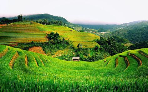 Banaue, Beautiful Vietnam, Field Wallpaper, Sa Pa, Green Farm, Cambodia Travel, Vietnam Tours, Ha Long Bay, North Vietnam