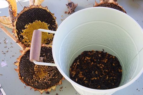 How To Harvest Sunflower Seeds For Planting, Roasting, and Feeding Birds | American Meadows Harvest Sunflower Seeds, Planting Sunflower Seeds, Harvesting Sunflower Seeds, Suet Cakes, Feeding Birds, Leftover Beef, American Meadows, Planting Sunflowers, Flower Seeds Packets