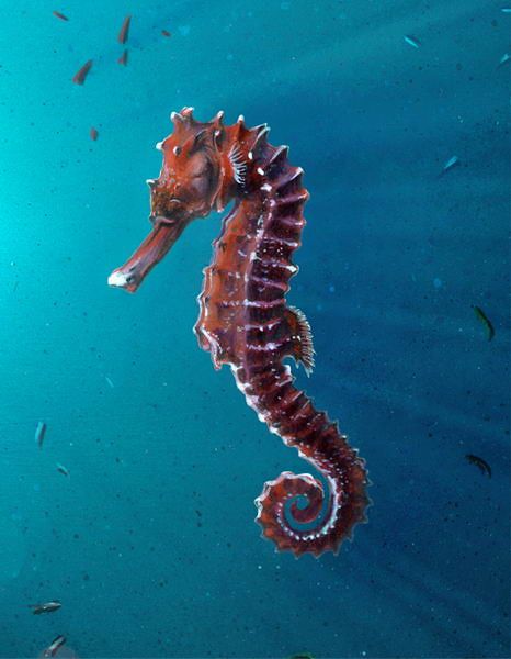 Cavalluccio Marino | Tecniche mista su carta, 2000. | Andrea Gatti | Flickr Sea Horses Illustration, Ocean Marine Life, Low Maintenance Pets, Seahorse Art, Beautiful Sea Creatures, Water Animals, Sea Horse, Animal Species, Ocean Creatures