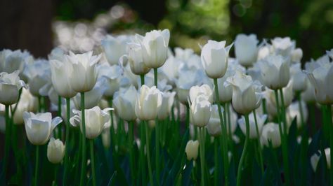 White tulips wallpaper #27127 Tulips Cover Photo, Desktop Photography, Yellow Photography, Macbook Air Wallpaper, Photo Facebook, Black And White Flowers, White Tulips, Trendy Wallpaper, Macbook Wallpaper