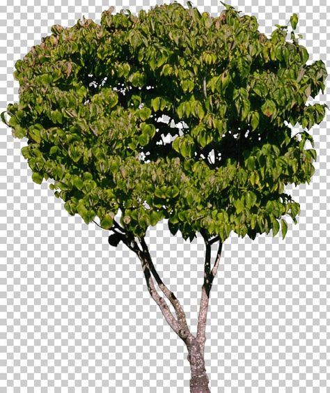 Eucalyptus Camaldulensis, Tree Psd, Australian Trees, Photoshop Rendering, Tree Plan, Australian Plants, Eucalyptus Tree, Layered Art, Tree Png