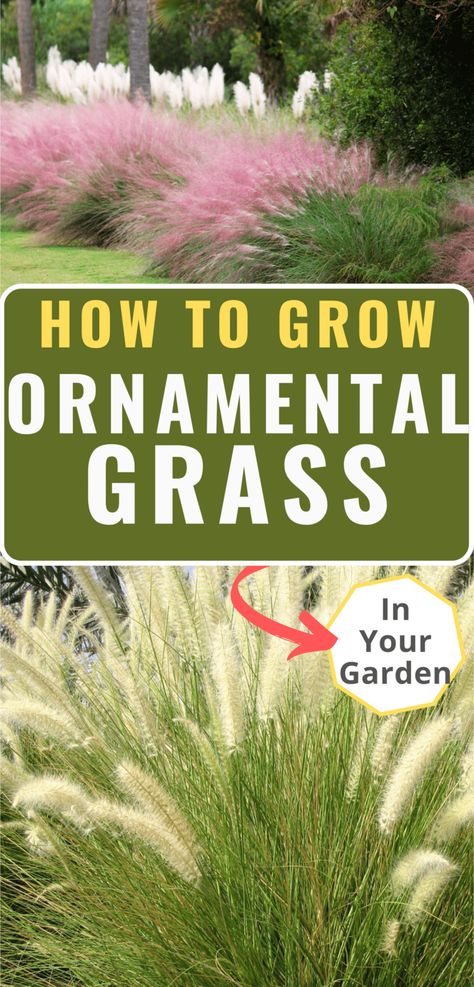 How to Grow Tall Ornamental Grass in Your Garden - The Real Gardener Low Maintenance Backyard Landscaping Along Fence, Ornamental Grasses Full Sun, Tall Grass Landscaping, Drought Tolerant Grass, Ornamental Grass Landscape, Blue Oat Grass, Tall Ornamental Grasses, Landscaping Along Fence, Florida Flowers