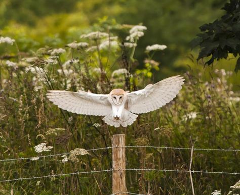 barn owl landing Barn Owl Tattoo, Tattoo Nature, Tattoo Animal, Barn Owls, Owl Tattoo Design, Owl Photos, Animal Totem, Wildlife Prints, Owl Pictures