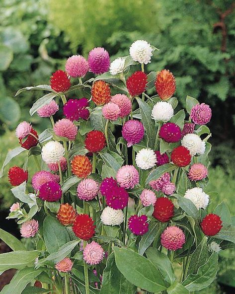 50 GLOBE AMARANTH MIX Gomphrena Globosa Mixed Colors Amaranthus Flower Seeds - Walmart.com Globe Amaranth, Flower Guide, Vertical Gardens, White Plants, Mid Summer, Cut Flower Garden, Plant Seeds, Plant Spacing, Scientific Name