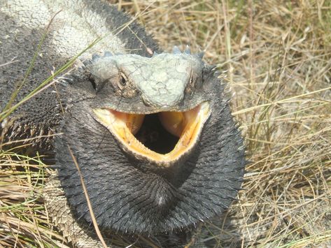 Don't mess with this beardie, lol* Eastern Bearded Dragon, Emperor Tamarin, Bearded Dragon Diet, Baby Bearded Dragon, Bearded Dragon Cute, Bearded Dragon Care, Komodo Dragon, Live Animals, Reptiles Pet