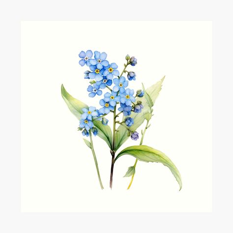 Get my art printed on awesome products. Support me at Redbubble #RBandME: https://www.redbubble.com/i/art-print/Watercolor-forget-me-nots-by-Floreolove/162980907.1G4ZT?asc=u Forget Me Knot Drawing, Forget Me Not Illustration, Forget Me Not Watercolor, Forget Me Knots, Forget Me Nots, Forget Me Not, Line Art Drawings, Botanical Illustration, Artsy Fartsy