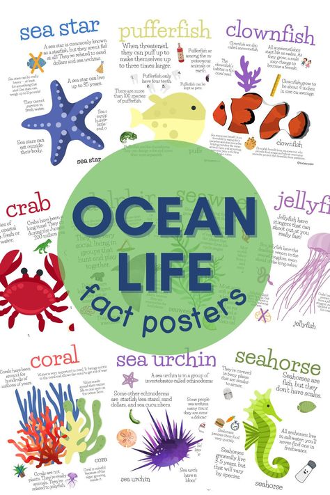 Facts About Ocean, Trivia Poster, Ocean Lesson Plans, Ocean Theme Classroom, Kindergarten Themes, Animals And Plants, Facts For Kids, Ocean Conservation, Oceans Of The World