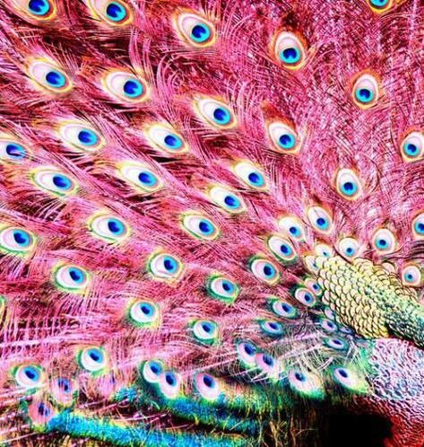 Inspirational Patterns that can be interpreted by #SICIS The Art Mosaic Factory and be created into a custom #mosaic. I Believe In Pink, Pink Peacock, Animale Rare, I'm With The Band, Foto Art, Tickled Pink, Peacock Feathers, Everything Pink, Cool Stuff