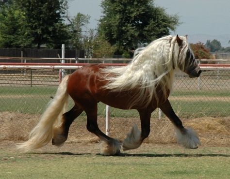 SILVER PHOENIX- SILVER BAY GYPSY VANNER STALLION  #GypsyVannerHorses Silver Bay, Beautiful Horse Pictures, Chestnut Horse, Majestic Horse, Horse Crazy, Draft Horses, Horse Coloring, Horse Pictures, Dark Horse