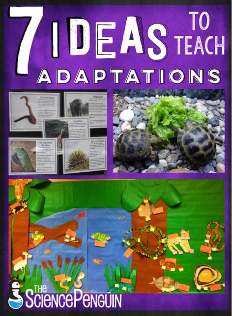 7 ideas to teach your students about adaptations-- projects, free cards, resources, and ideas.  Learn more! Animal Adaptations Activities, Adaptations Activities, Plant Adaptations, Elementary Science Classroom, The Science Penguin, Science Penguin, Fourth Grade Science, Animal Adaptations, Third Grade Science