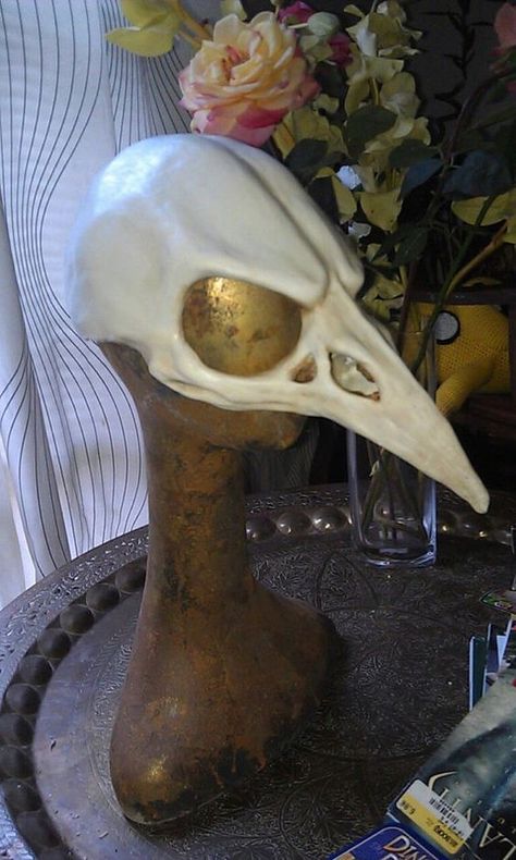 Crow Skull Mask, Bird Skull Mask, Bird Bones, Crow Mask, Skull Reference, Crow Skull, Bird Masks, Diy Kostüm, Raven Skull