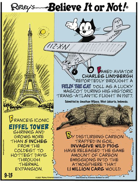 Ripley's Believe It or Not by Ripley’s Believe It or Not! for September 13, 2021 - GoComics Ripley Believe It Or Not, Charles Lindbergh, World Of Wonder, Felix The Cats, Weird News, Create Memories, Cat Doll, Funny Cartoon, Aquariums