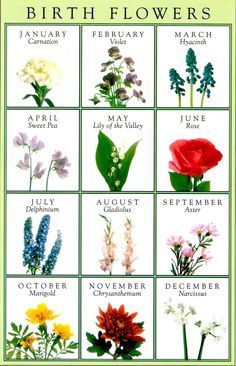 More pictures of birth flowers- @mollie wren Whittingham I think it's time to plan our tattoos! Flowers January, December Flower, January Carnation, December Birth Flower, Flower Bouquet Tattoo, September Birth Flower, July Birth Flower, May Birth Flowers, Bouquet Tattoo