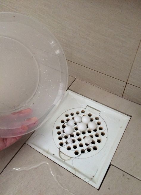 Quick, cheap and easy way to get rid of drain flies – Superchrisho's Blog Fly Remedies, Fly Repellant Diy, Rubber Ducky Bathroom, Drain Flies, Fruit Flies In House, Household Bugs, Pictures For Bathroom Walls, How To Get Rid Of Gnats, Get Rid Of Flies