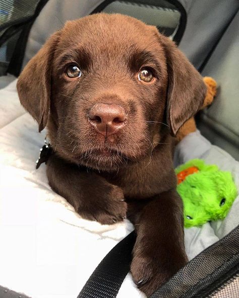 🐾Labrador Retriever🐾 on Instagram: “The best therapist has fur and four legs. 🐾🦮🤎 Follow ✅ @labrador.retrieverr ✅ . . . . . . . . . . . . . . . . . . . . . 📸 @labnamedmoose…” Chocolate Lab Puppies, Very Cute Dogs, Chocolate Labrador, Lab Puppies, Chocolate Lab, Silly Animals, Service Dogs, Tag A Friend, Cute Little Animals