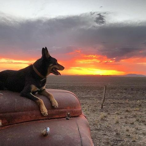 Australian Kelpie Dog, Country Sunset, Blue Heelers, Australian Kelpie, Farm Dogs, Country Roads Take Me Home, Blue Heeler, House Goals, Working Dogs