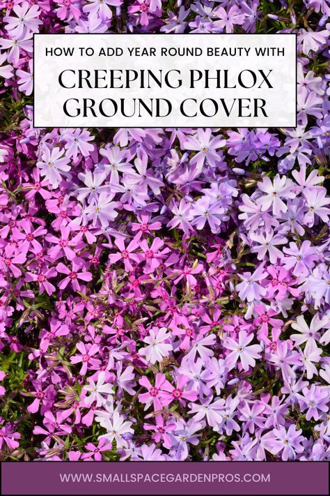 Our comprehensive guide reveals how to harness the beauty of this versatile plant for stunning year-round landscaping. Discover expert tips & advice on planting, care, & maintenance, ensuring your garden remains vibrant & colorful throughout the seasons. Whether you're covering slopes, borders, or rock gardens, Creeping Phlox adds a burst of color & texture to any landscape. #CreepingPhlox #GroundCover #LandscapingTips #GardenDesign #OutdoorBeauty Creeping Phlox Ground Cover, Phlox Ground Cover, Alabama Garden, Moss Phlox, Creeping Phlox, Ground Covers, French Country Garden, Rock Gardens, Front Steps