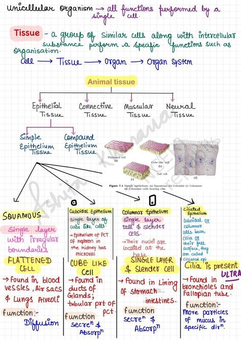 Structural Organization In Animals Notes, Mbbs Subjects List, Tissue Chapter Notes Class 9, Organism And Population Notes, Tissues Notes Class 9, Emt Basic, Animal Tissue, Tissue Biology, Small Stories For Kids