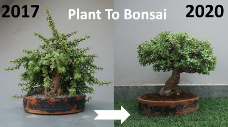 Jade Plant Bonsai, Jade Bonsai, Bonsai Forest, Bonsai Tree Types, Bonsai Ideas, Jade Plant, Bonsai Styles, Jade Plants, Like Comment Share