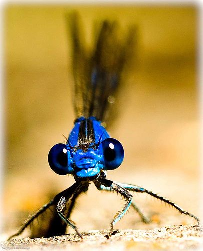 Blue Dragonfly | by julesnene Dragon Flys, Cool Insects, Insect Photography, Dragonfly Dreams, Cool Bugs, Blue Dragonfly, A Bug's Life, Beautiful Bugs, Dragon Fly