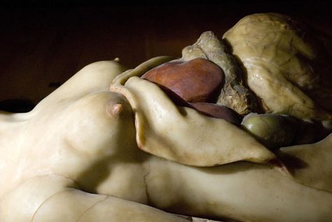 "Exquisite Bodies" Wax Anatomical Wellcome Feeling Faint, Anatomy Lessons, Medical Profession, Wellcome Collection, Body Waxing, Medical Equipment, Anatomy Art, Anatomy, Body Art