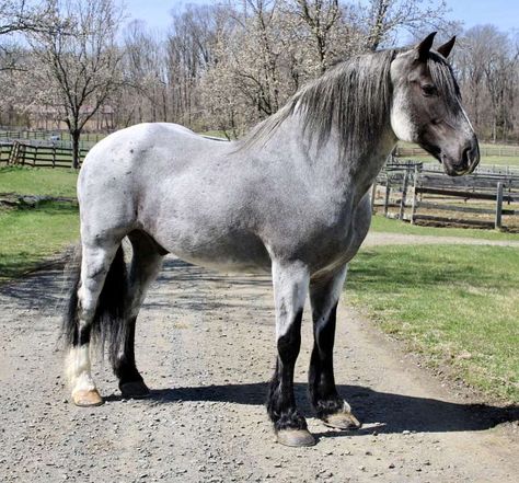 Minecraft Horse, Draft Horse, Blue Roan, Horse Boarding, Horse Aesthetic, Most Beautiful Horses, Big Animals, Majestic Horse, All The Pretty Horses