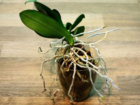 How to Repot an Orchid with Lots of Aerial Roots? - Plant Index Orchid Roots Growing Out Of Pot, How To Repot Orchids With Long Roots, How To Replant Orchids, Transplanting Orchids, Orchid Propagation, Orchid Potting Mix, Ground Orchids, Repotting Orchids, Orchids In Water